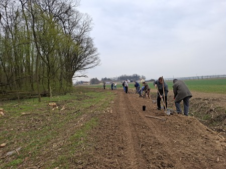 Sajenje medovitih rastlin 9